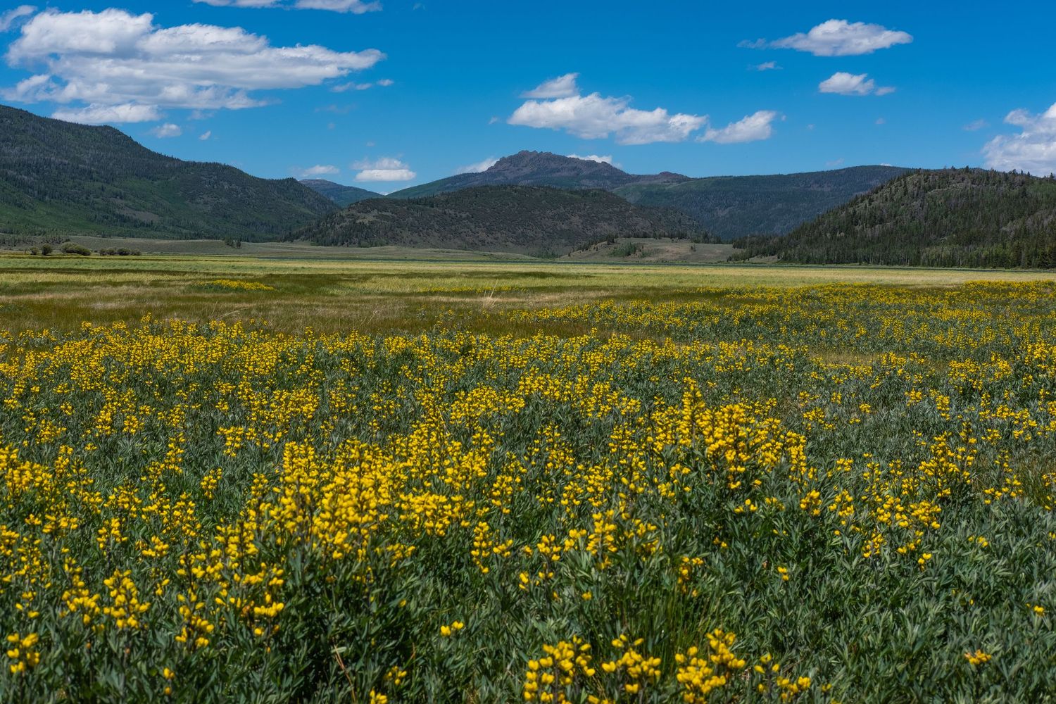 Expansive mountain valley filled with bright yellow wildflowers under blue summer skies.