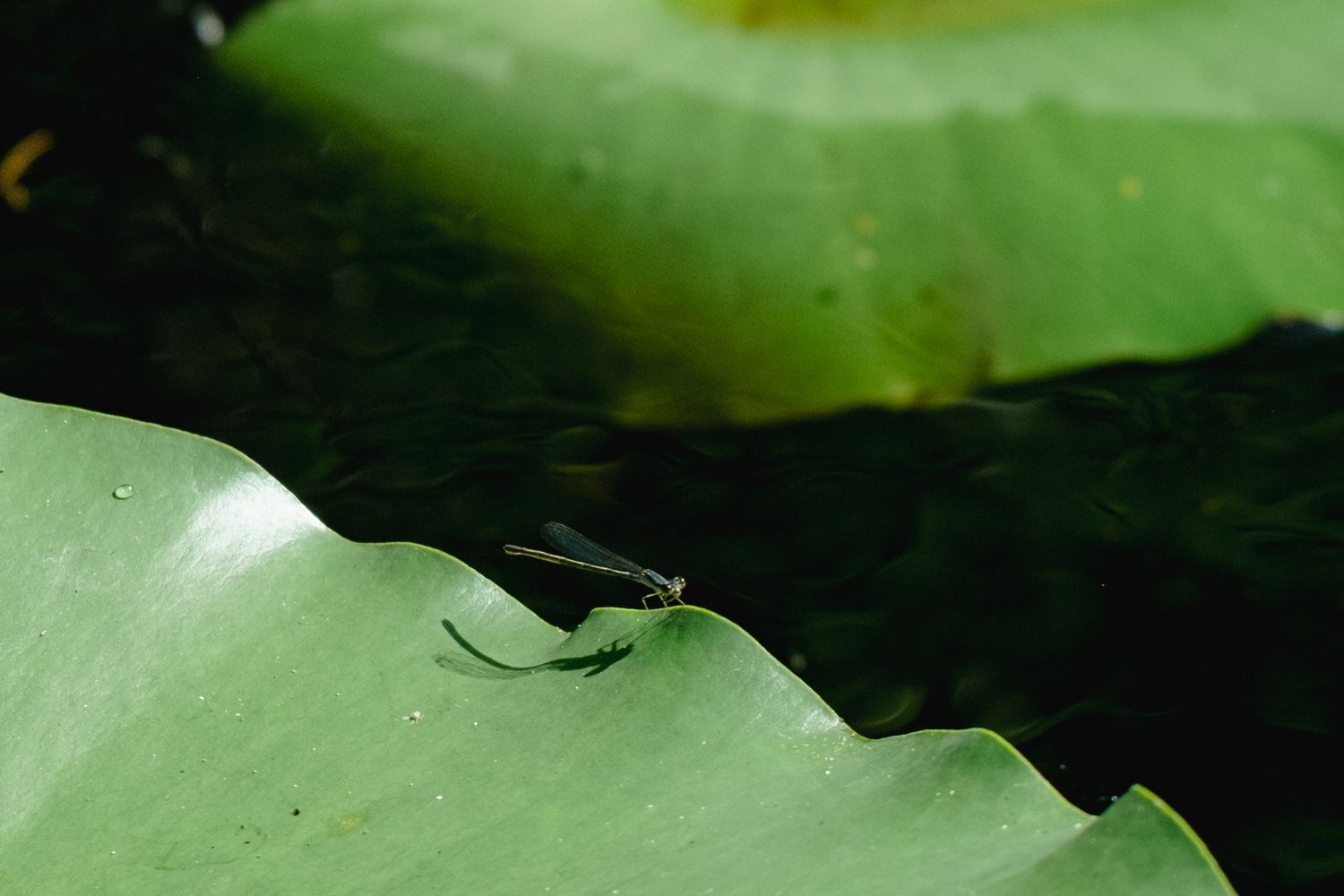 Close-up of a bright green lily pad floating on dark water.