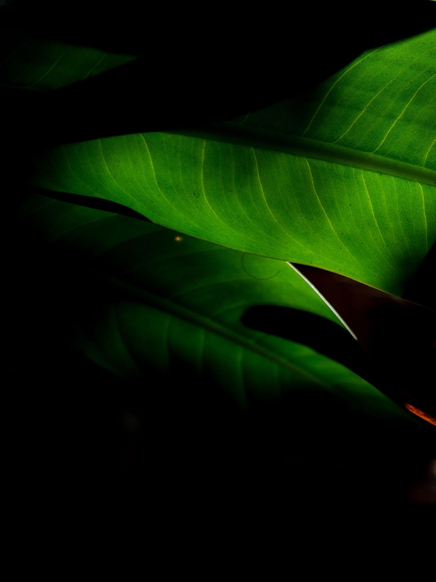 Vibrant green banana leaves dramatically lit against dark background.