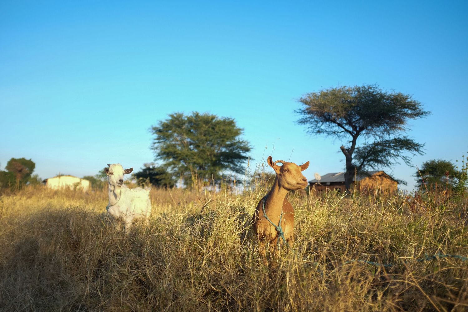 Herd of deer grazing in tall grass during golden hour.