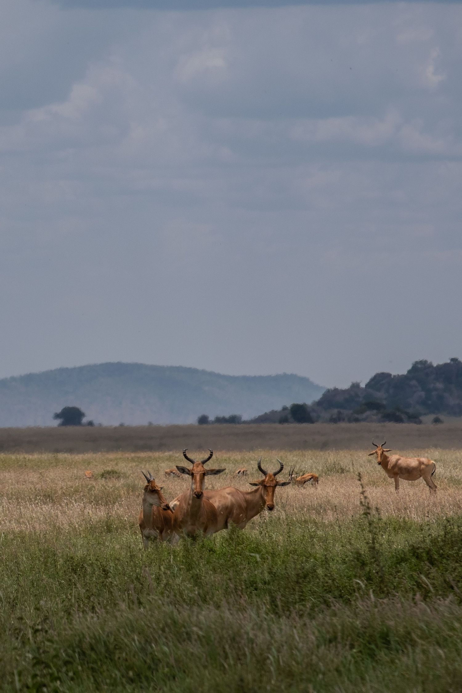Antelope graze in a vast savanna grassland with mountains visible in the misty background.