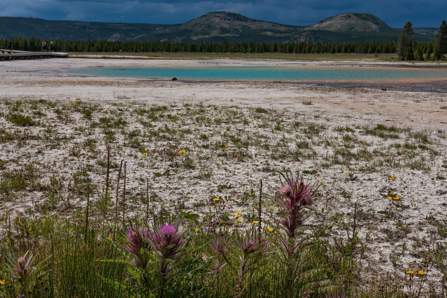 Wildflowers blooming along the shore of a mountain lake with distant peaks in the background.