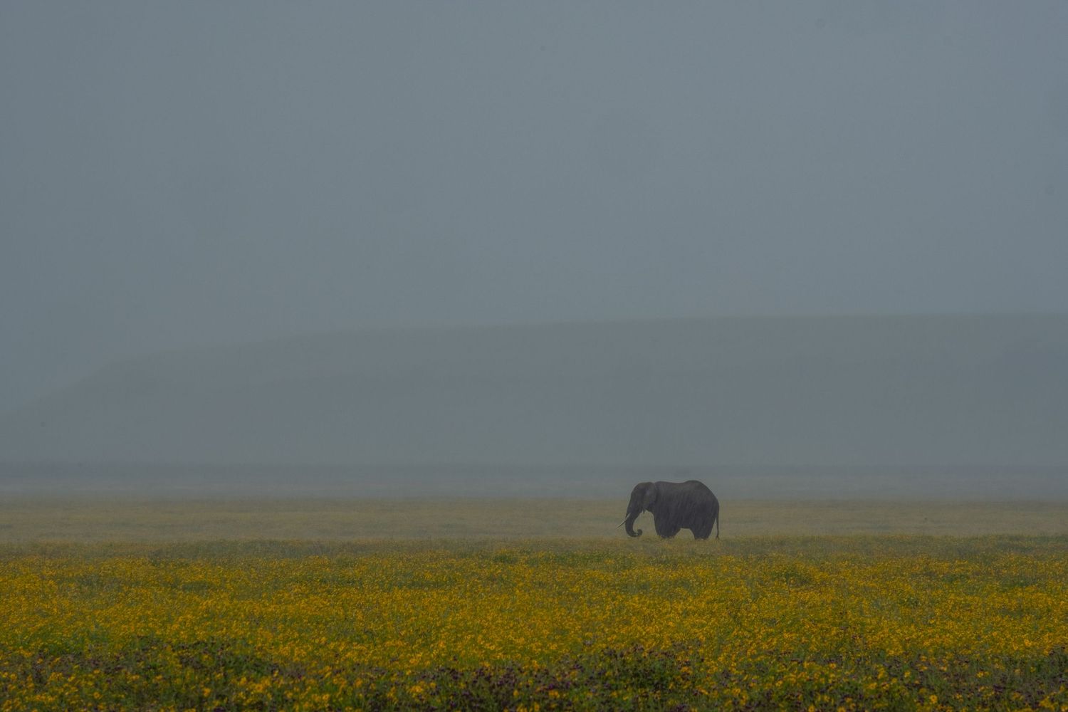 Distant elephant silhouetted against misty savanna landscape with yellow wildflowers in the foreground.