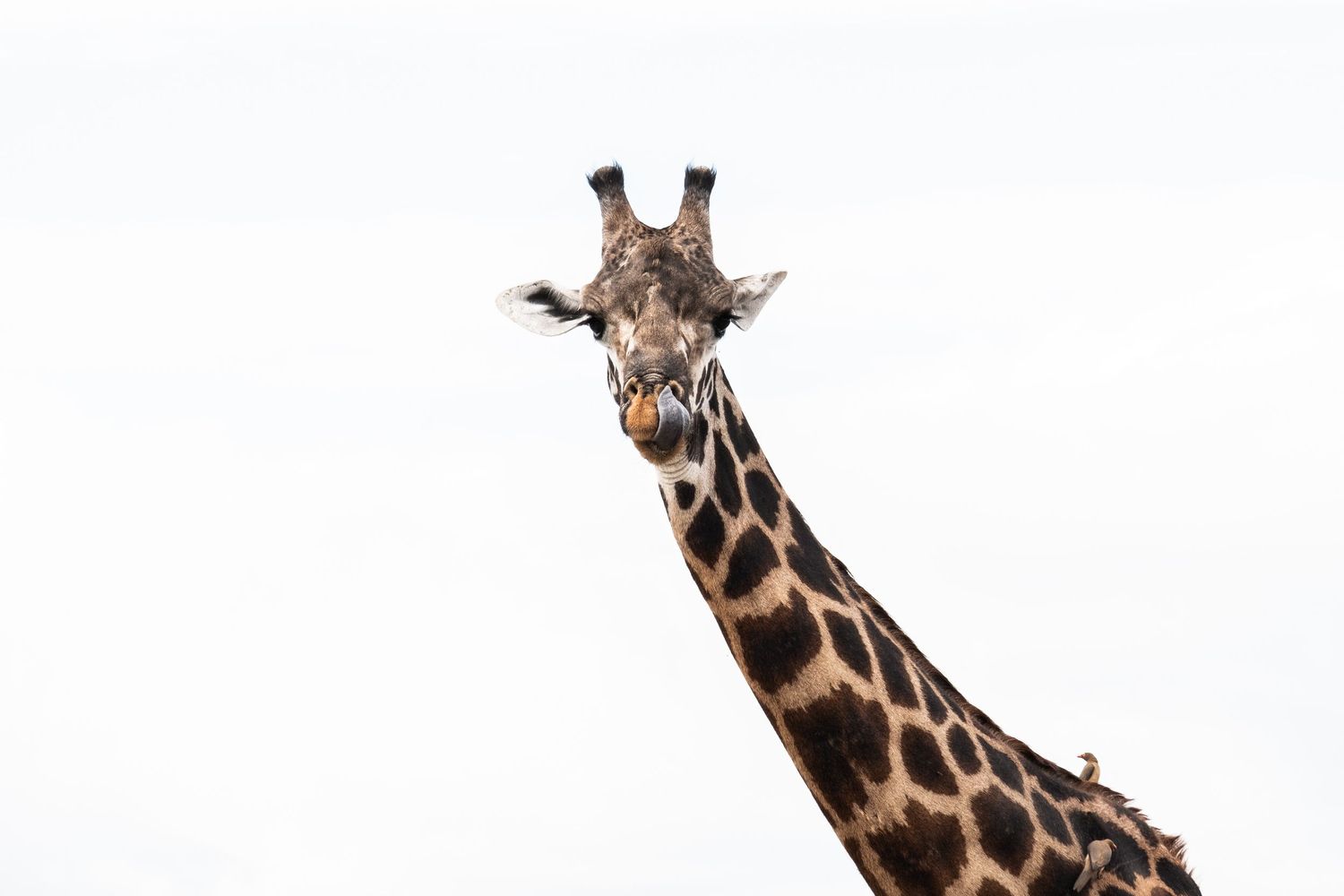 Close-up series of giraffe necks and heads showing their distinctive spotted pattern against white background.