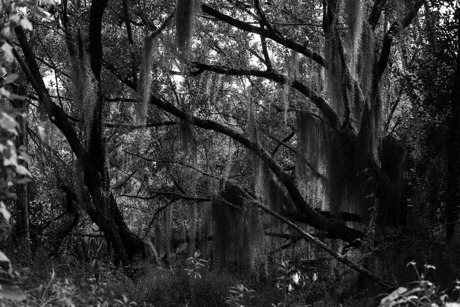 Spanish moss hanging from ancient oak trees creates a moody black and white forest canopy.