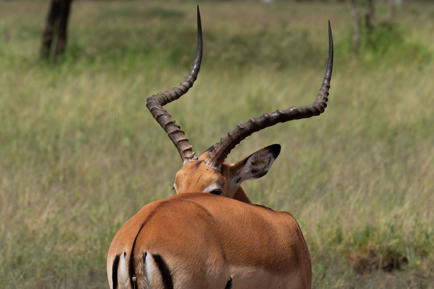 Single reedbuck standing alert in tall savanna grass.