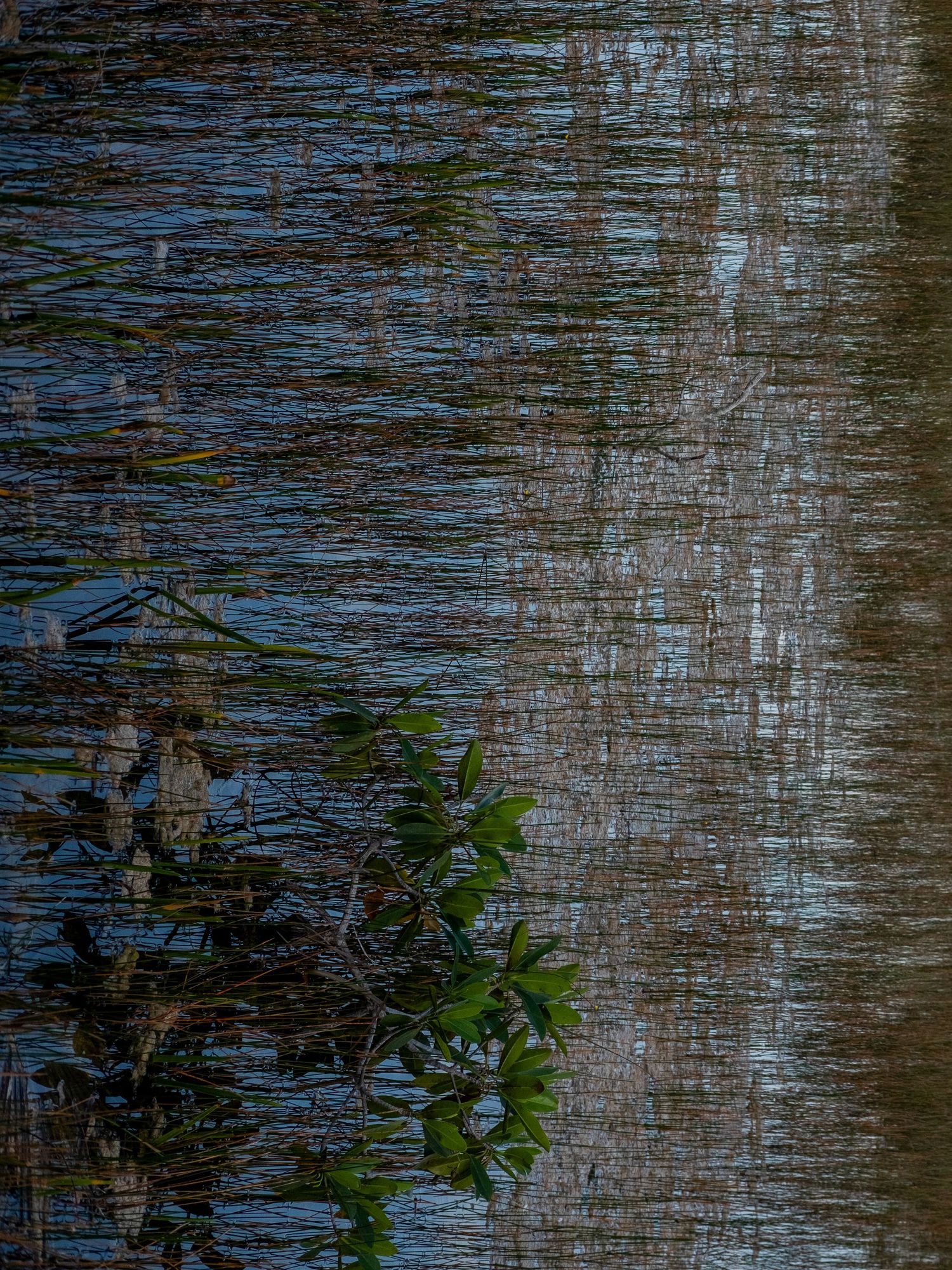 Rippling water surface with plant reflections and vertical light streaks.
