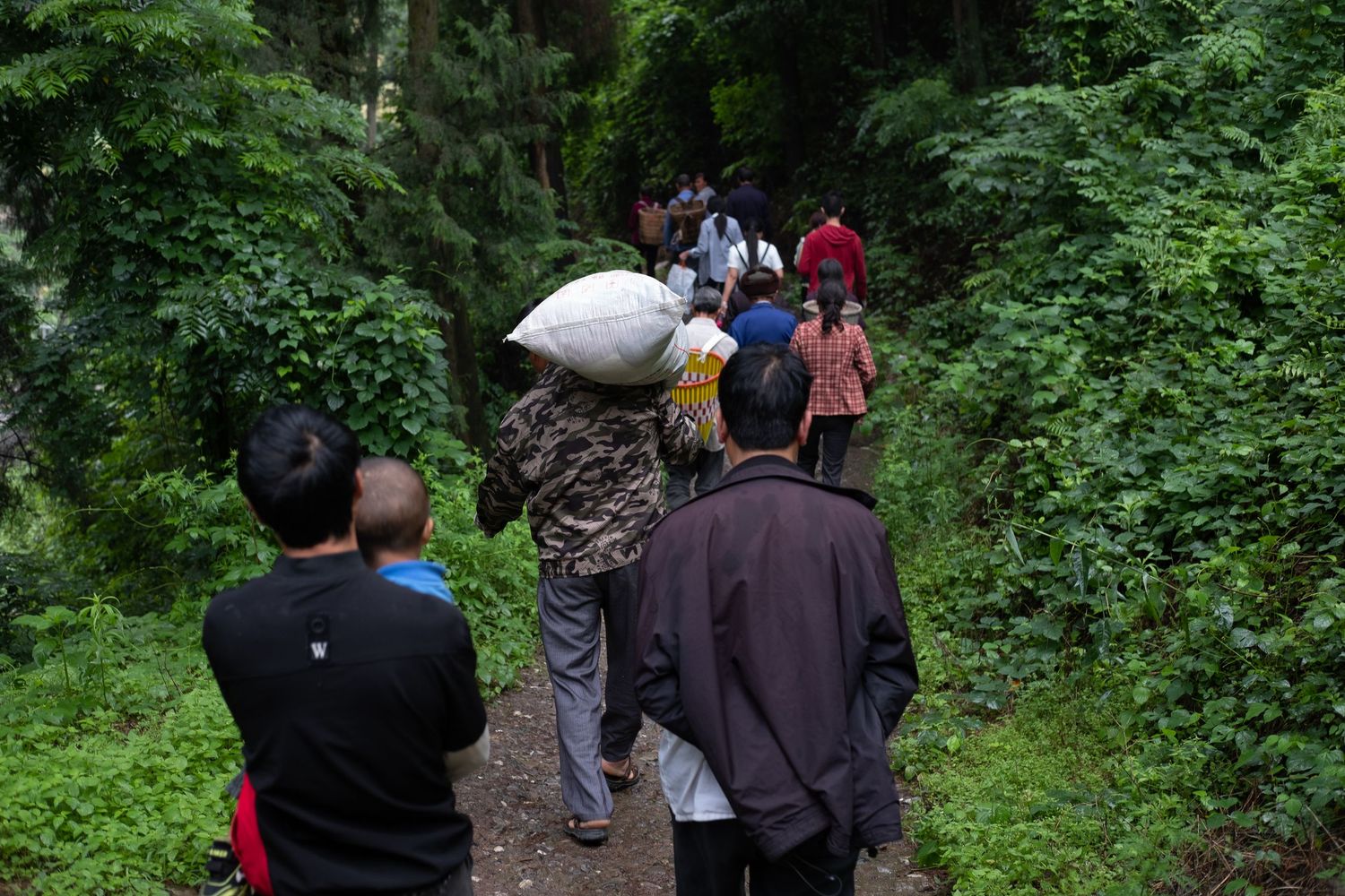 A group of hikers walking along a lush green forest trail during a guided nature tour.