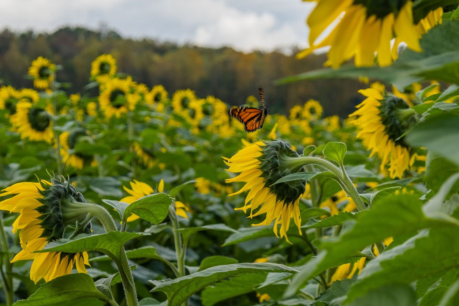 Field of bright yellow sunflowers stretches across the landscape under cloudy skies.