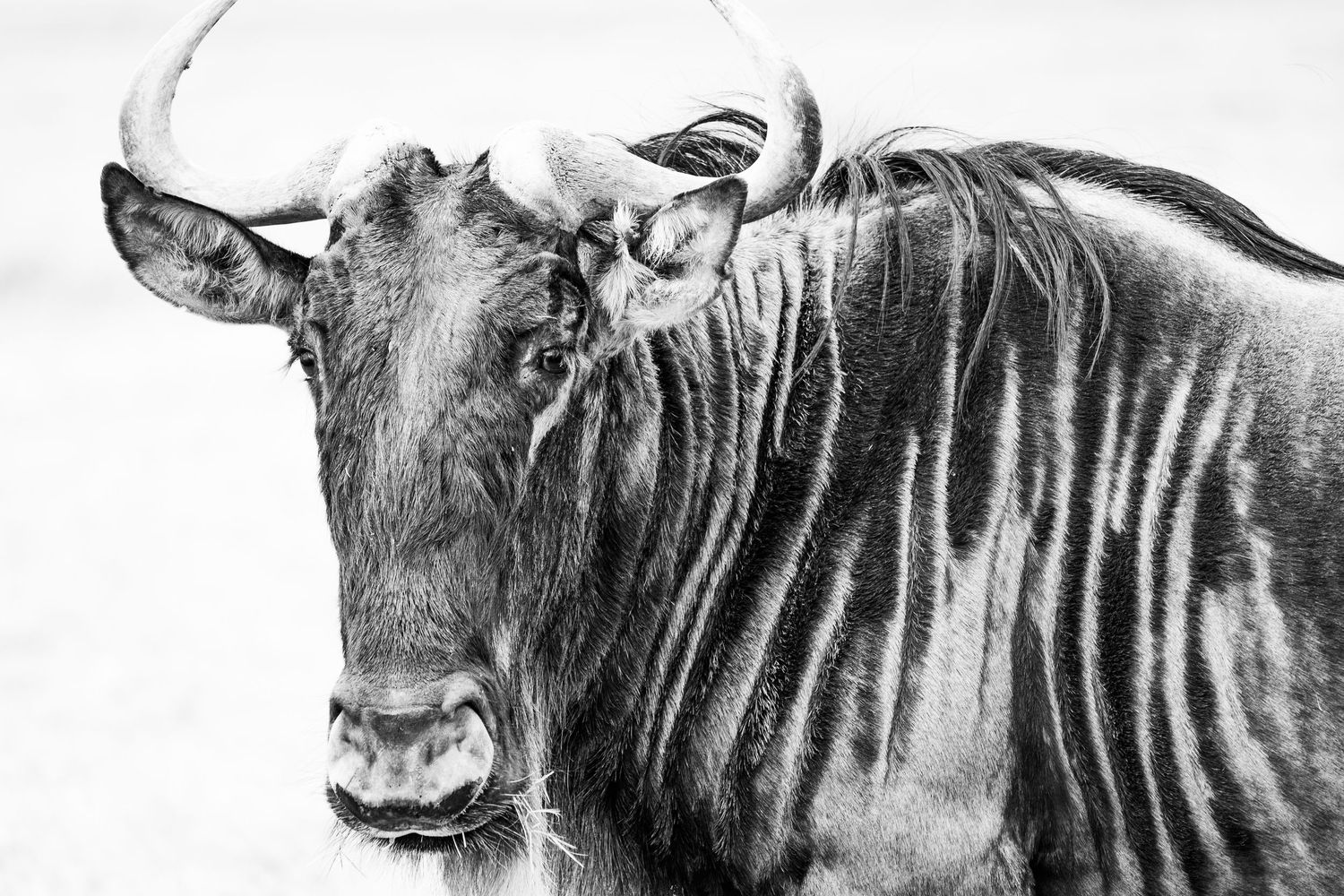 Black and white portrait series of wildebeest showing detailed facial features and horns.