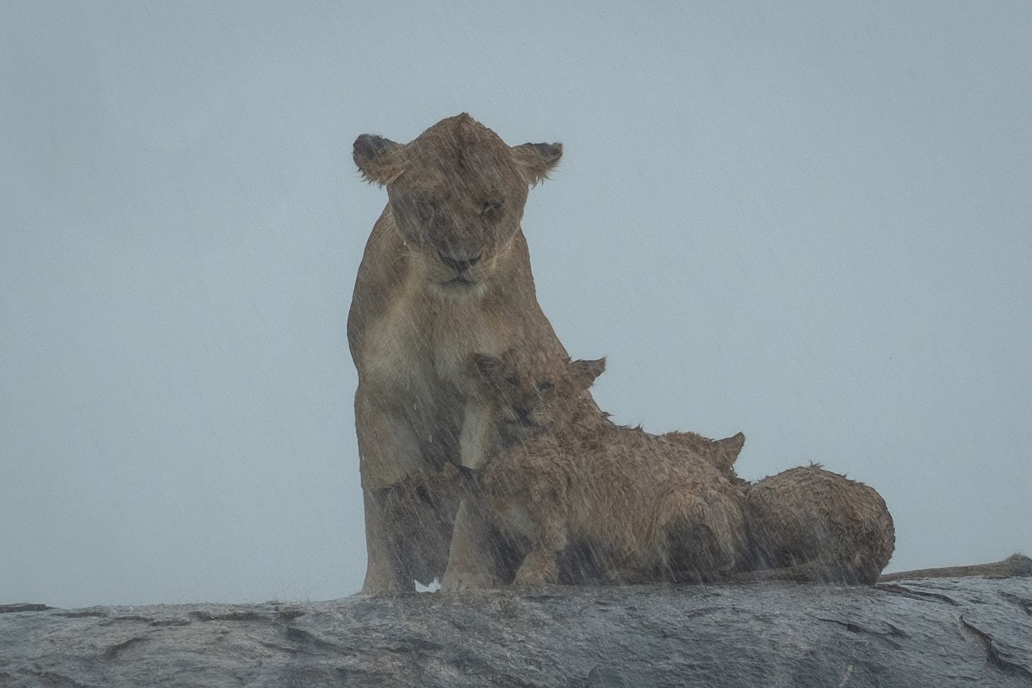 Lion cubs resting together on wet rocks in misty conditions.