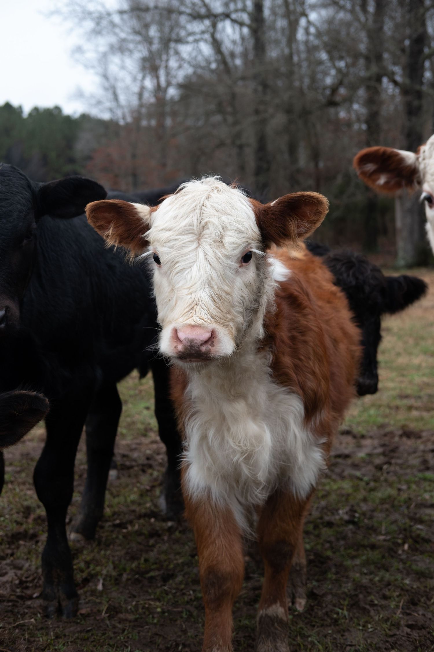 Young brown and white calf standing among black cattle in a muddy pasture.