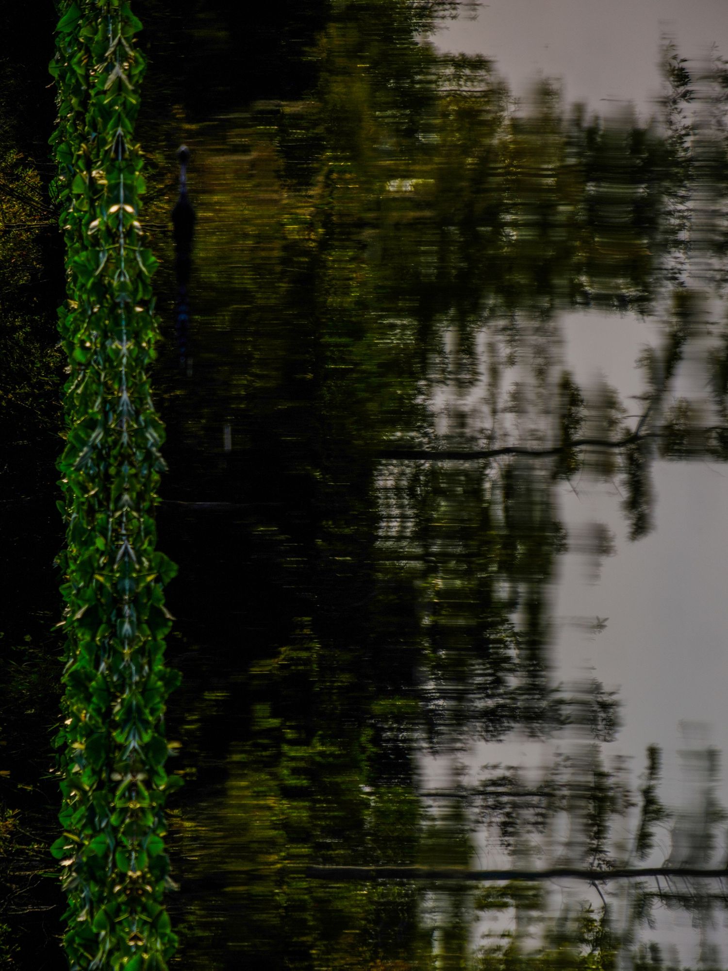 Dark reflection of trees in water with bright green vine or moss in foreground.