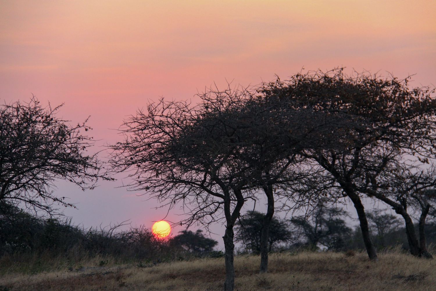 Silhouetted acacia trees against vibrant pink sunset sky in African savanna landscape.