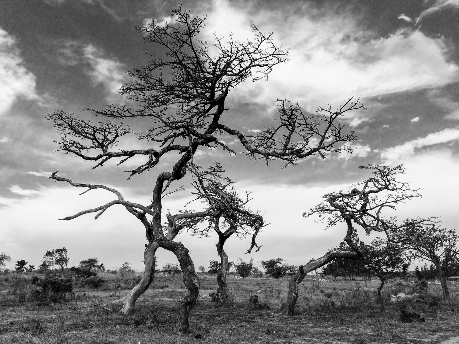 Dramatic black and white landscape with twisted bare trees against moody sky.