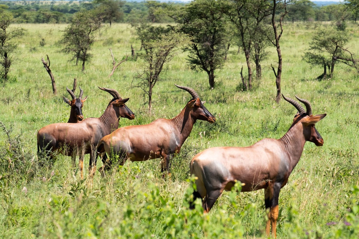Topi antelopes running through green savanna grassland with scattered acacia trees.