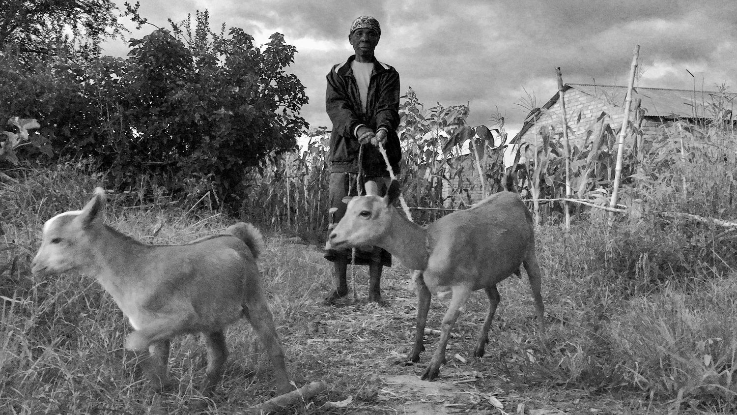 Black and white panoramic sequence showing donkeys walking through a rural landscape.