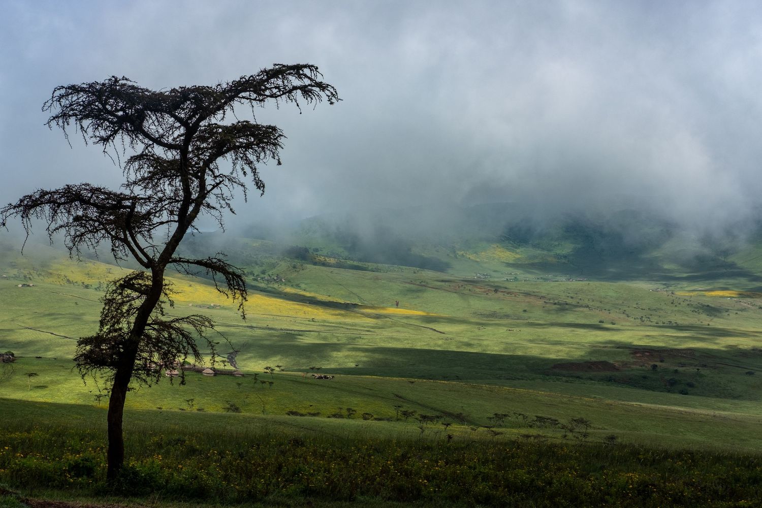 A lone acacia tree stands silhouetted against misty hills and green valleys.