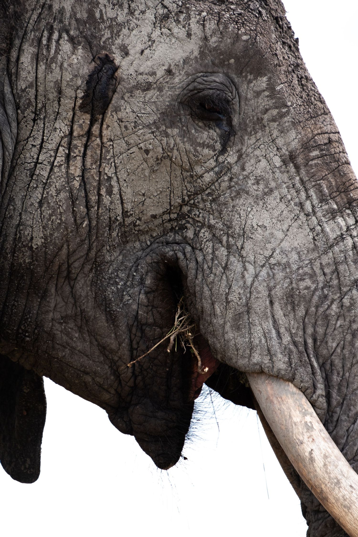 Close-up profile view of African elephant's head showing textured skin and tusks.