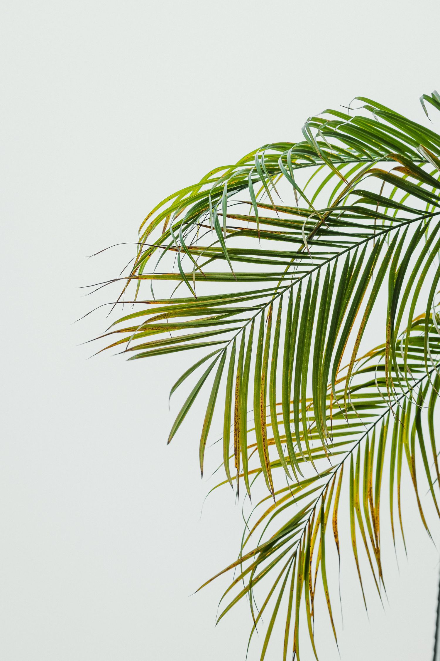 Palm tree branch