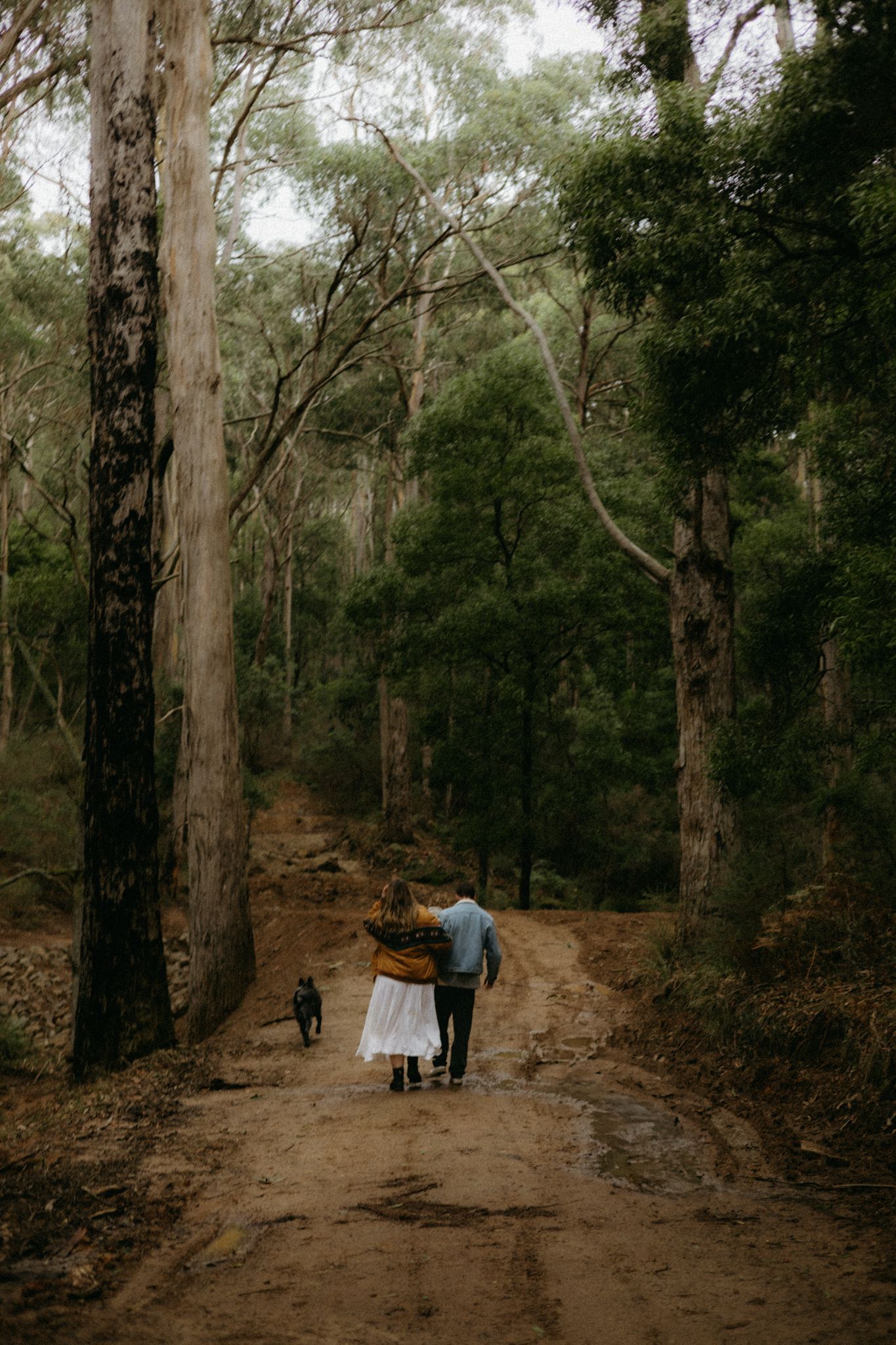 Couple walking arm in arm down a rustic dirt path through a tall eucalyptus forest with their dog.