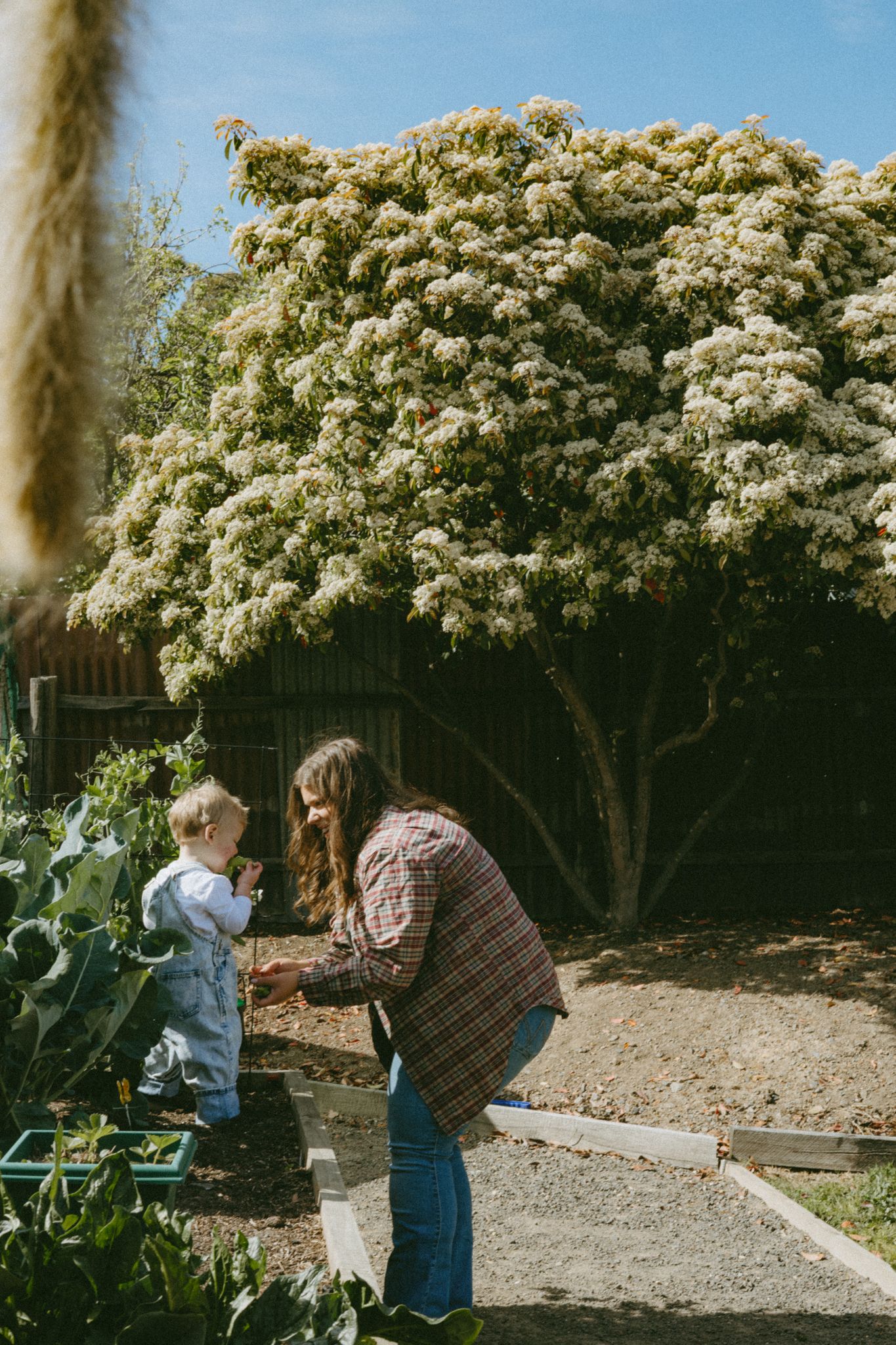 Woman and toddler gardening in raised beds with a blooming white flowering tree in a sunny backyard.