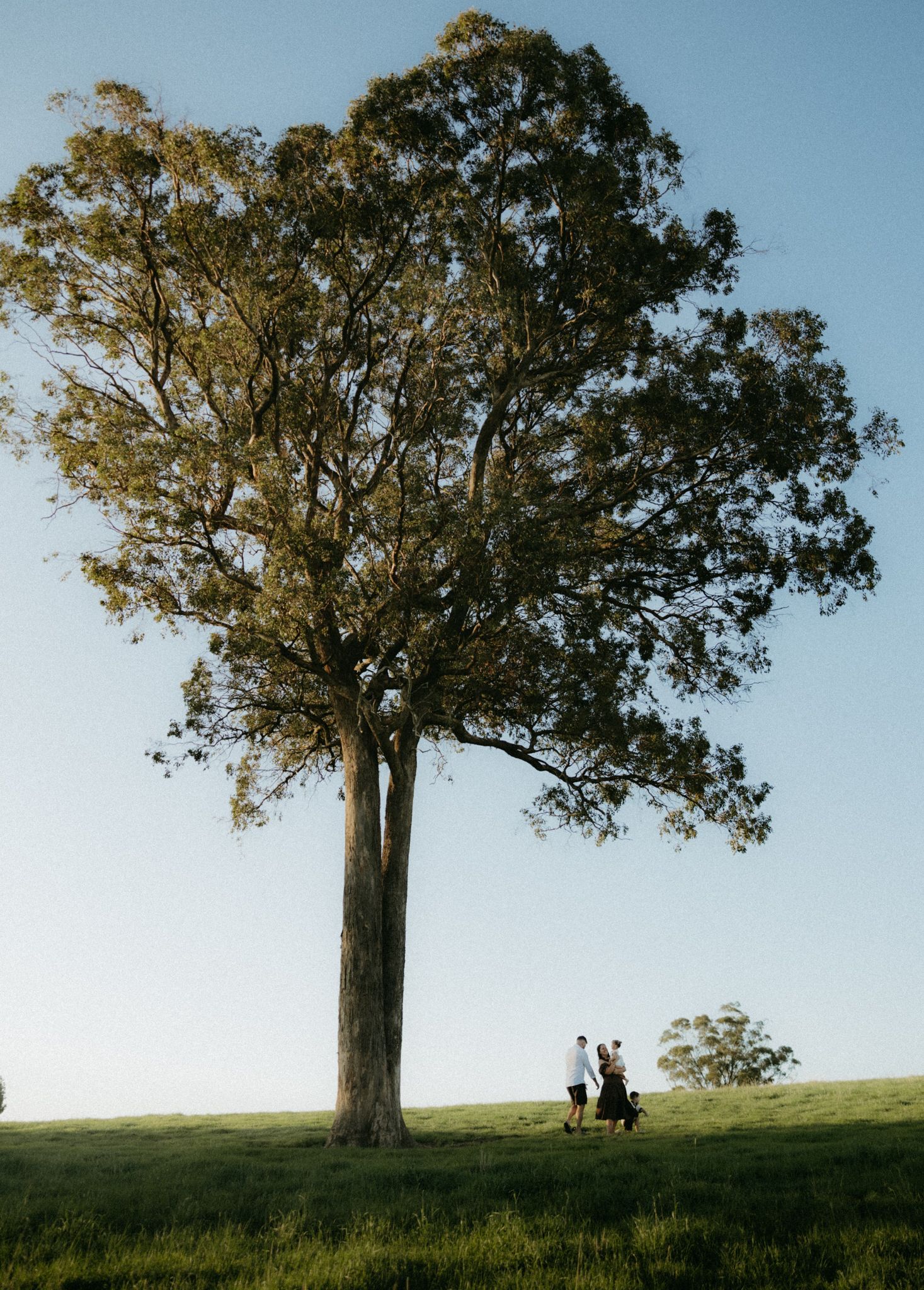 Two people walking beneath a large eucalyptus tree on a green hill against a clear blue sky.