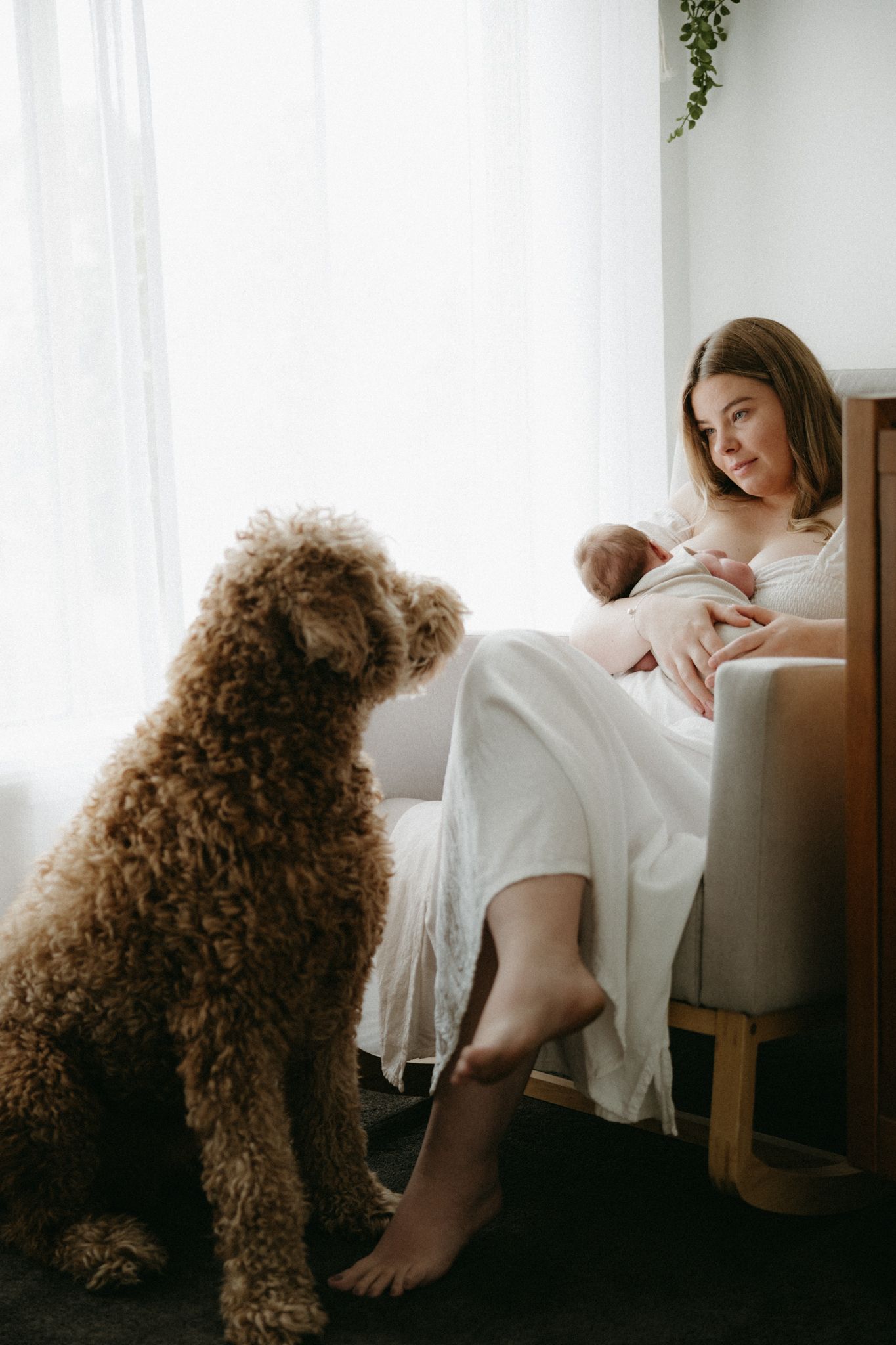 A young mother in a white dress cradles her newborn while a fluffy golden doodle dog watches lovingly indoors.