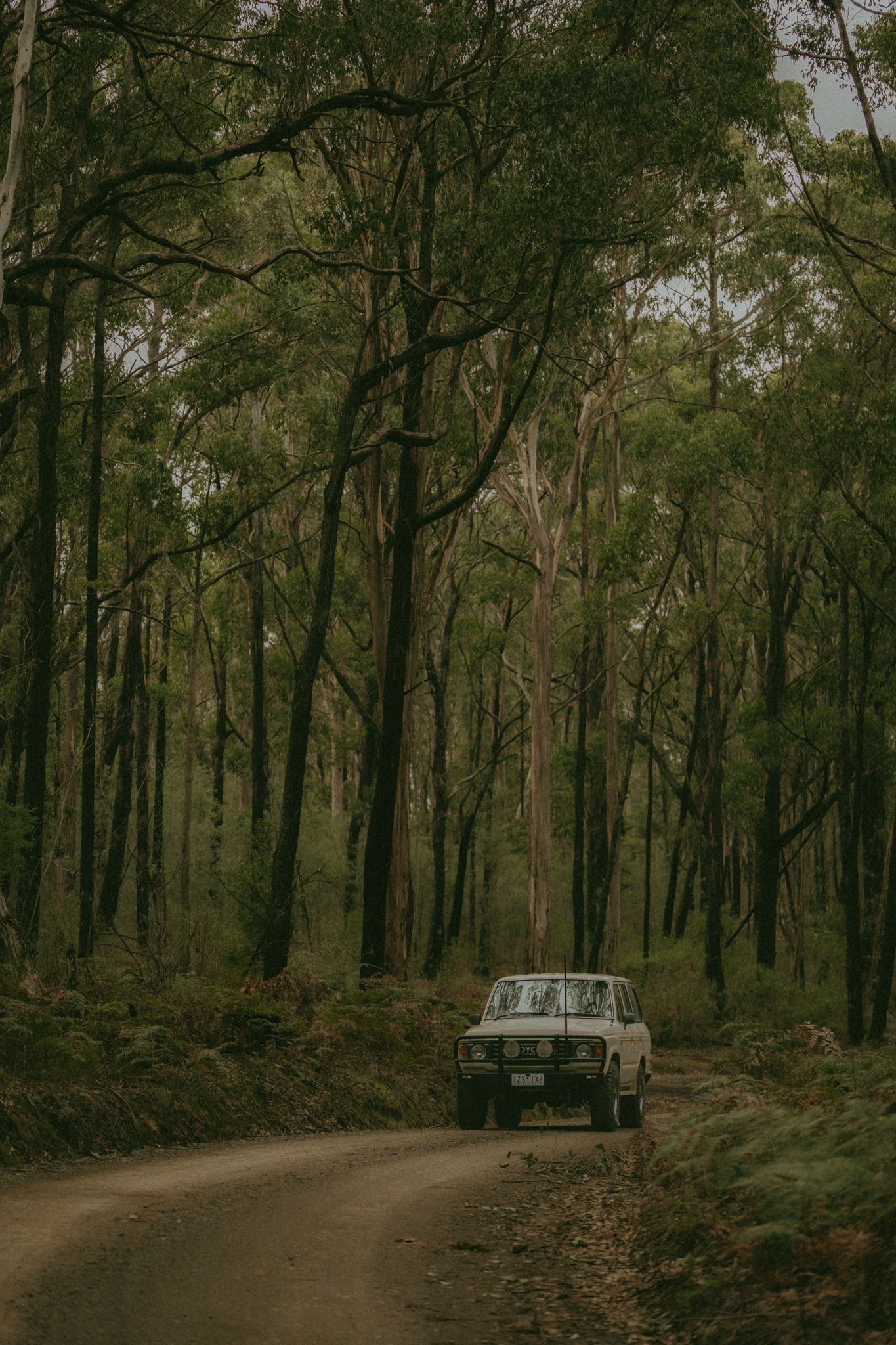 A vintage white 4WD drives along a winding dirt road through a dense, tall eucalyptus forest.