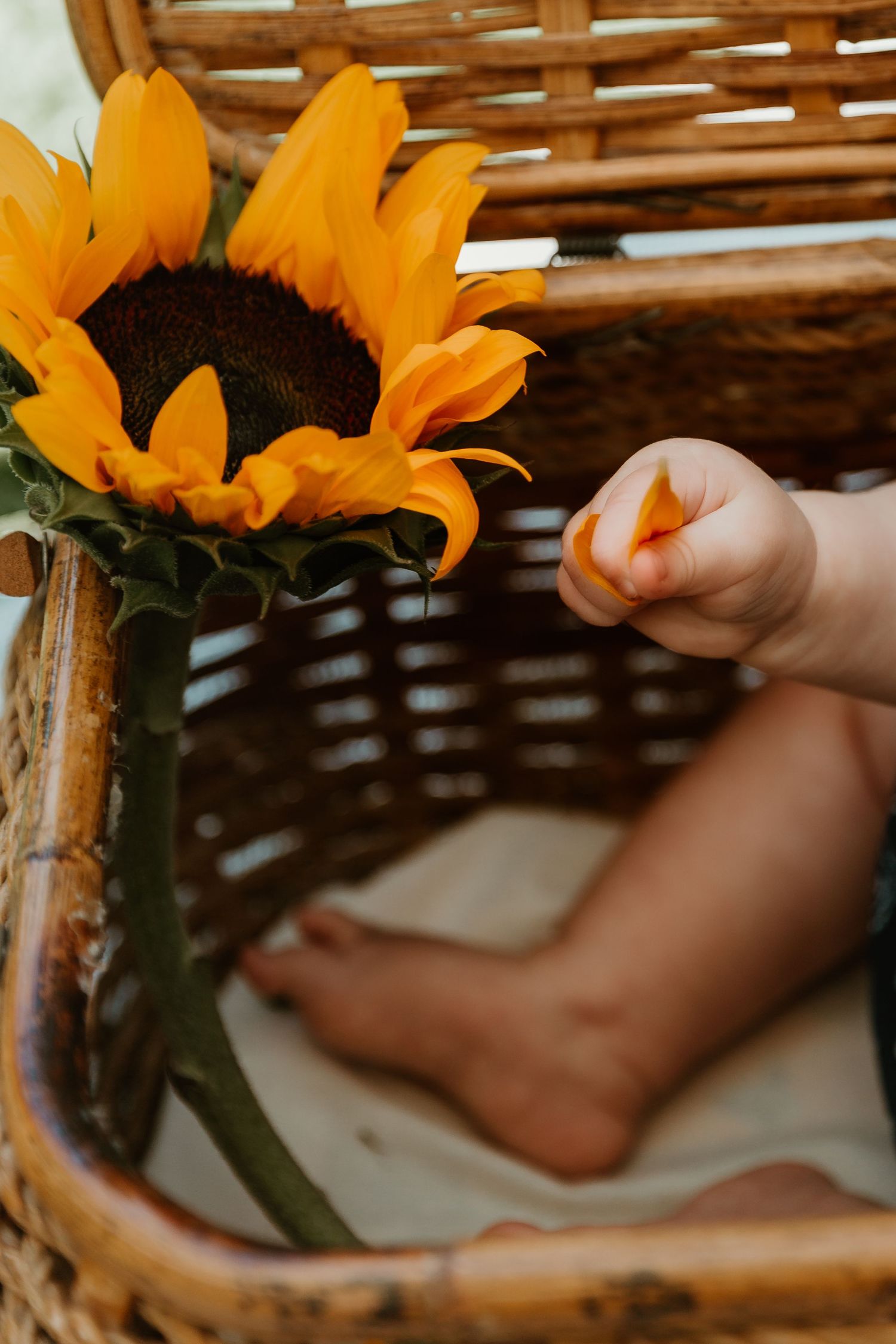 Sunflowers frame a close-up view of small hands reaching toward wicker basket details.