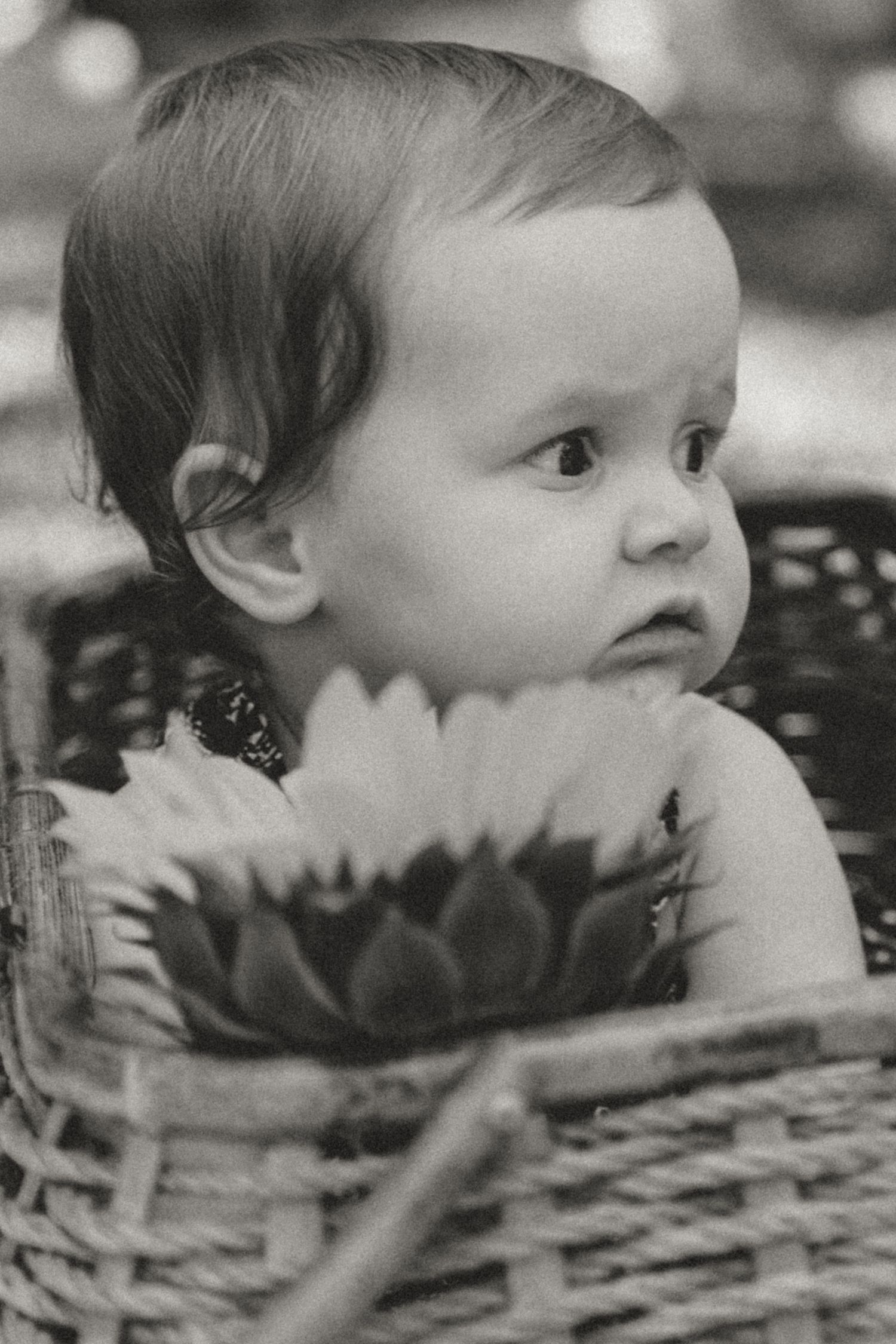 Black and white profile view peeking over wicker basket edge with sunflowers.