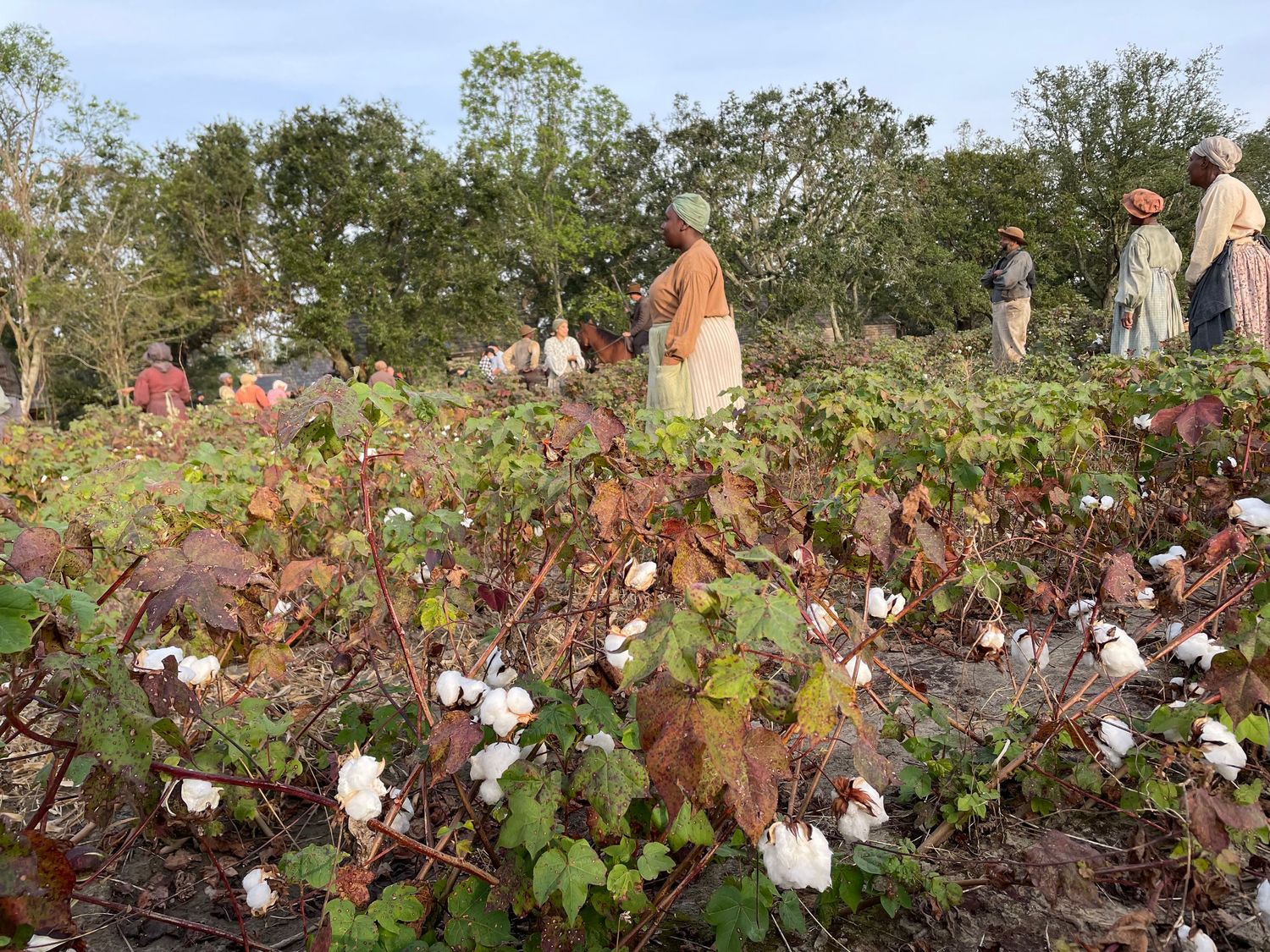 A field of cotton plants with white cotton bolls ready for harvest.