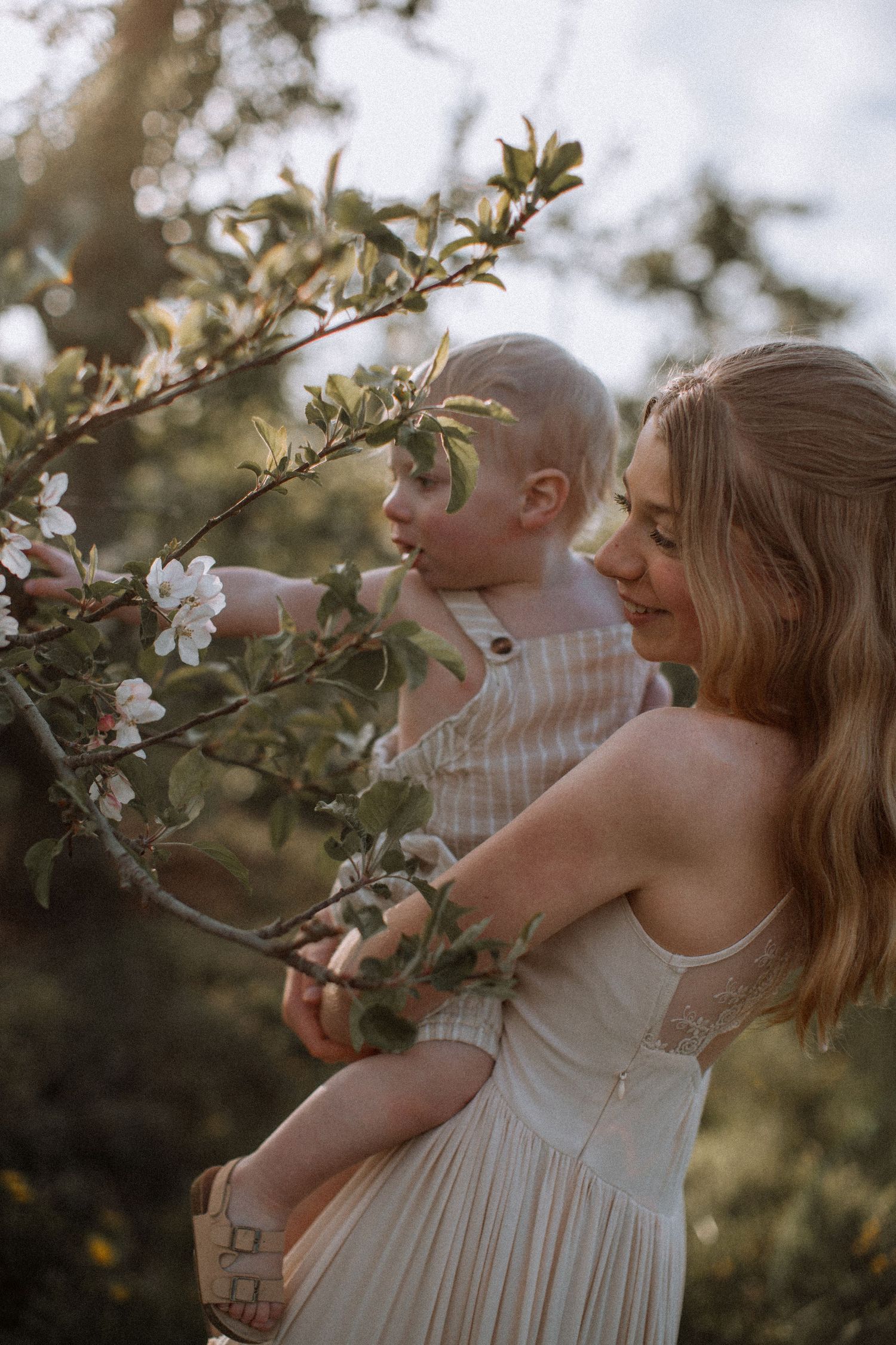 A springtime moment of parent and child reaching for apple blossoms in soft evening light.