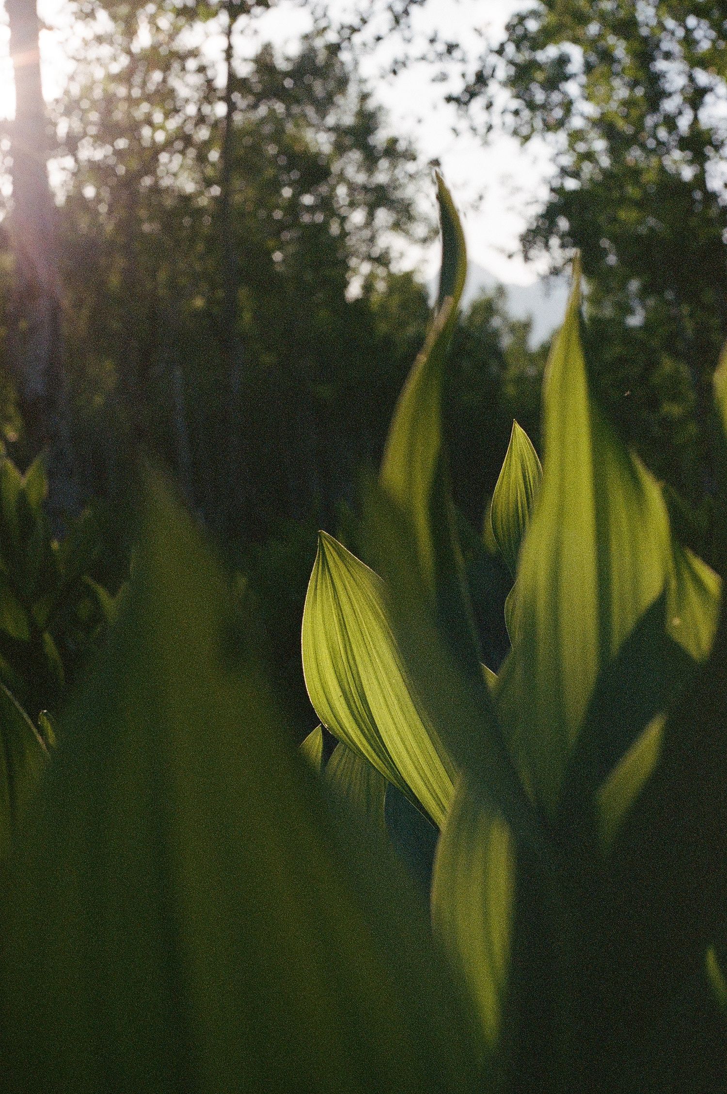Sunlight filters through green hosta leaves in a garden during golden hour creating a serene natural scene.