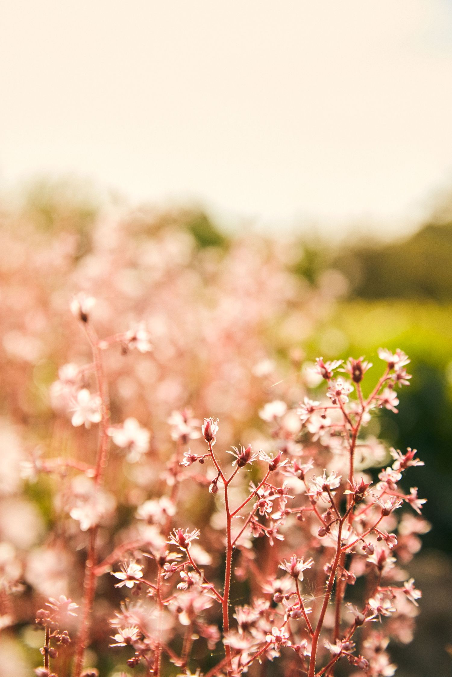 Dreamy pink flowers in soft focus creating a romantic spring garden scene.