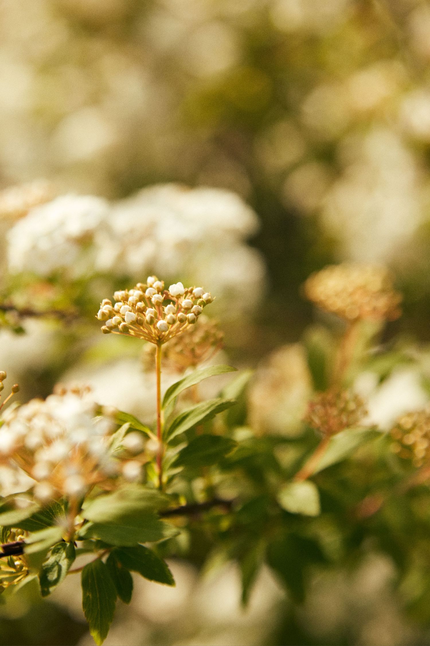 Delicate white flower clusters bloom against a soft bokeh background in warm golden light.