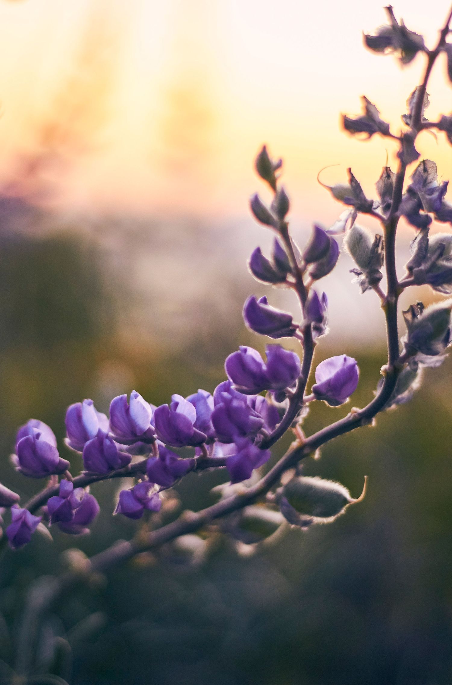 Purple lupine flowers blooming against a soft sunset background.