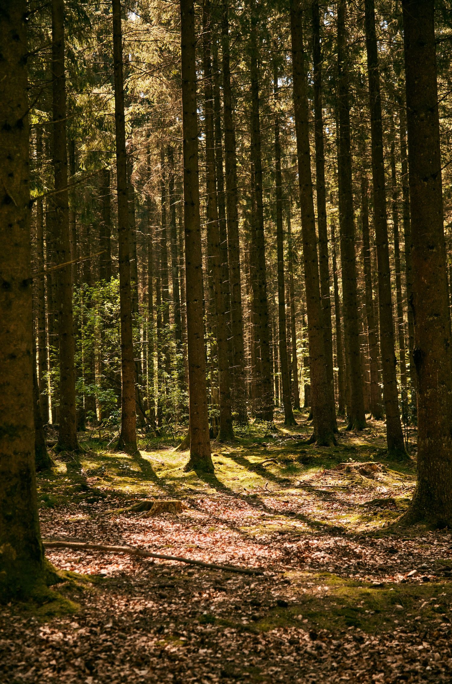 Golden sunbeams filter through dense pine forest creating dramatic shadows on ground.