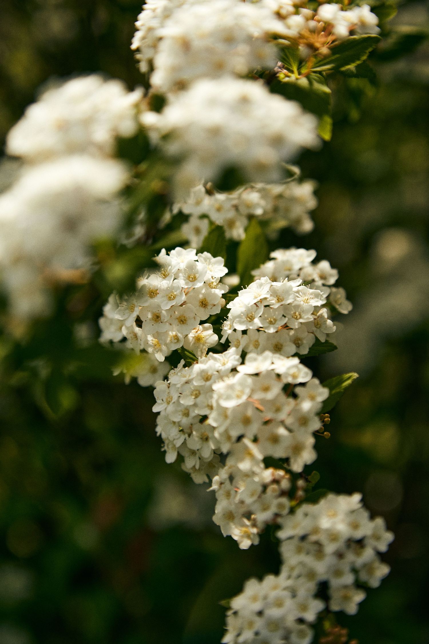 Clusters of delicate white flowers bloom in soft natural lighting.