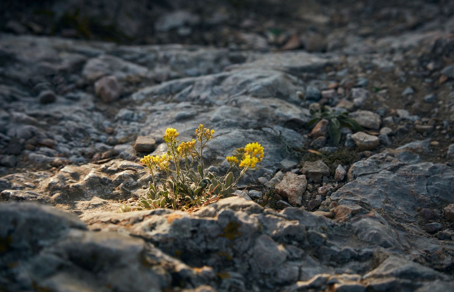 Small yellow wildflowers growing between rocky terrain in natural light.