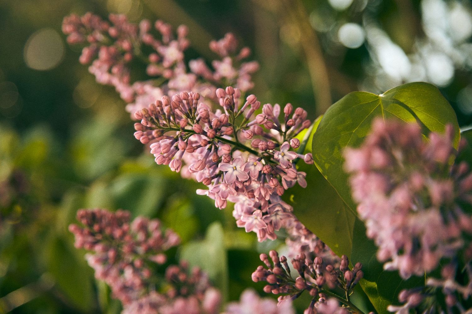 Pink lilac blossoms bloom in soft focus against a blurred natural background.