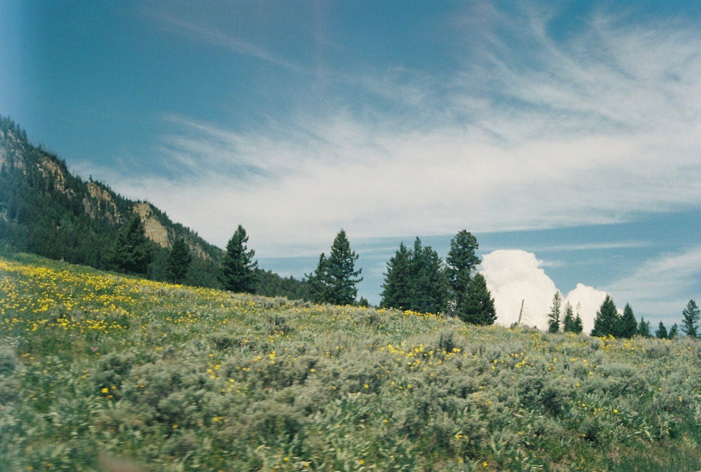 Mountain landscape with yellow wildflowers blooming on a hillside under wispy clouds and blue sky.
