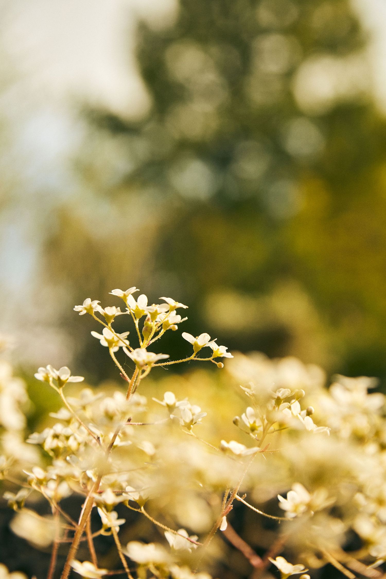 Tiny white flowers bloom against a blurred natural backdrop in warm sunlight.