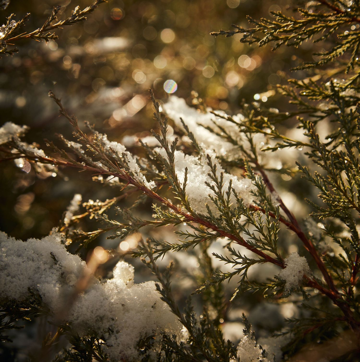 Snow-covered evergreen branches with golden bokeh lighting effects.