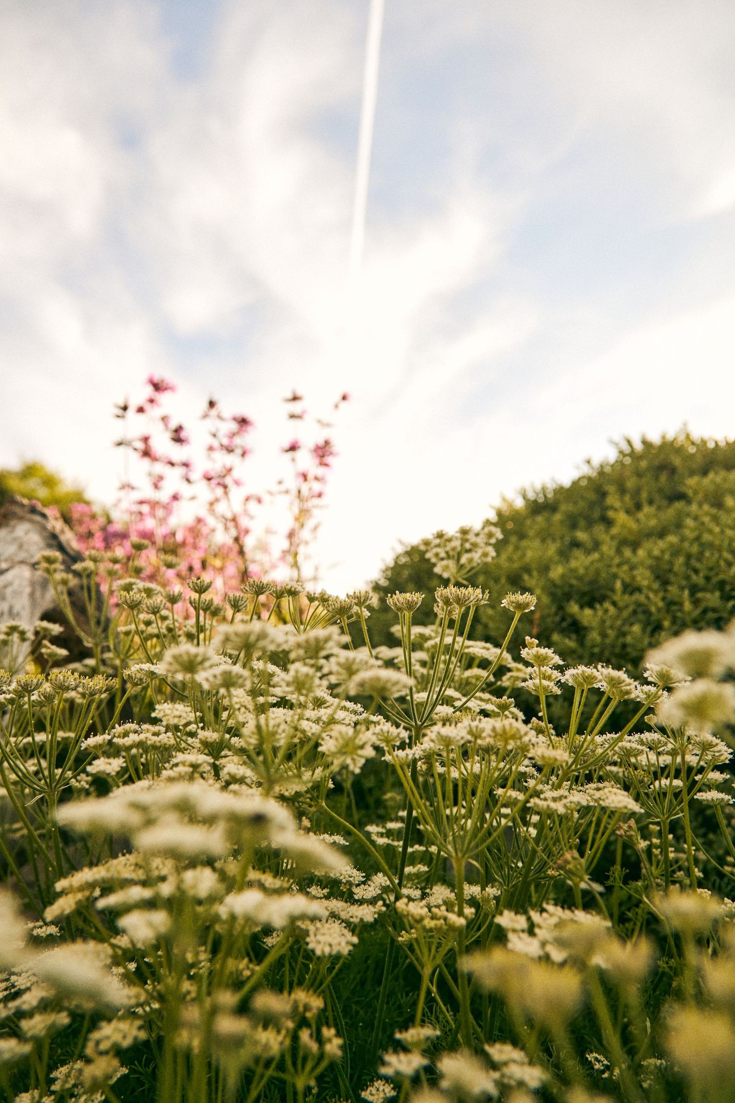 Queen Anne's Lace and wildflowers create a meadow scene against bright summer sky.