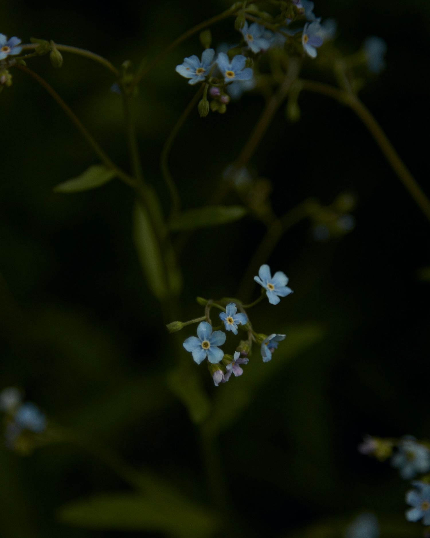 Delicate forget-me-not flowers with small blue petals bloom against a dark green blurred background.