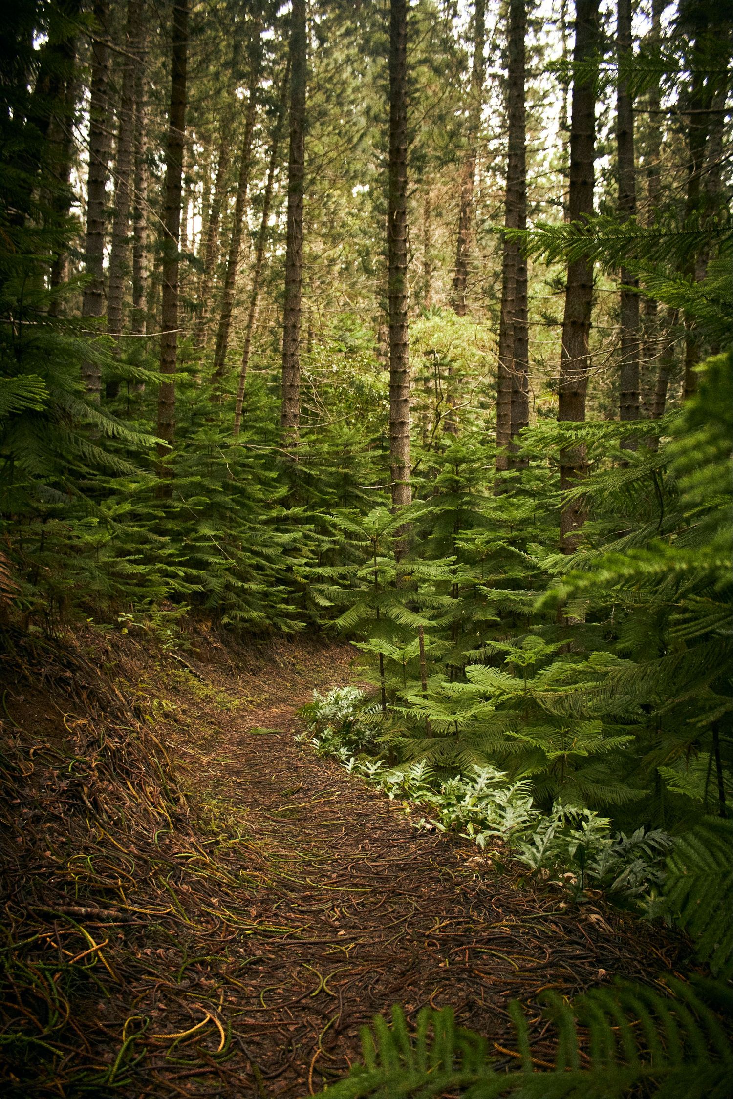 A winding dirt trail leads through a lush green forest with tall trees and abundant ferns in the Pacific Northwest.