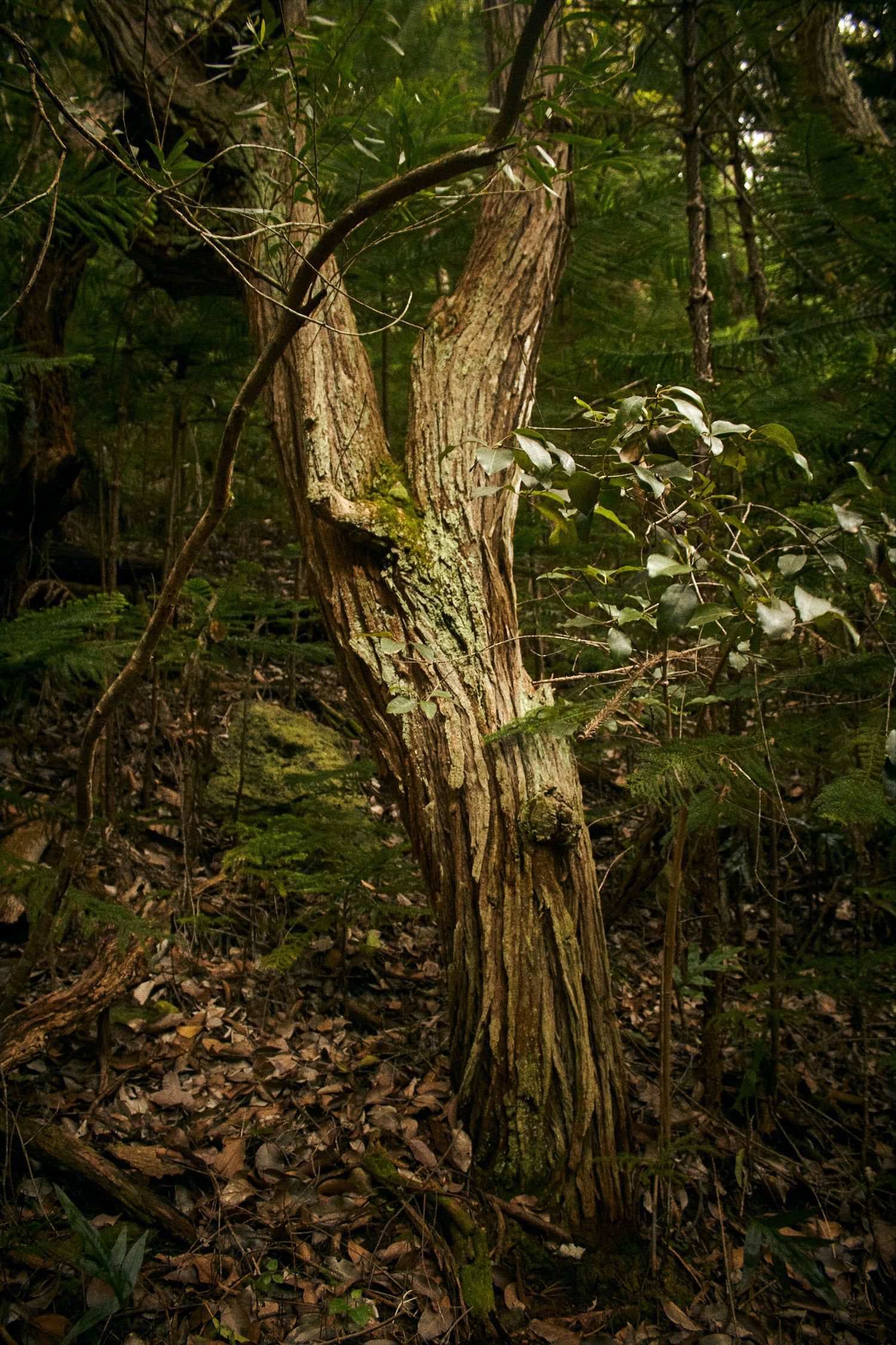 A weathered tree trunk stands in a lush forest with green foliage and fallen leaves on the ground.