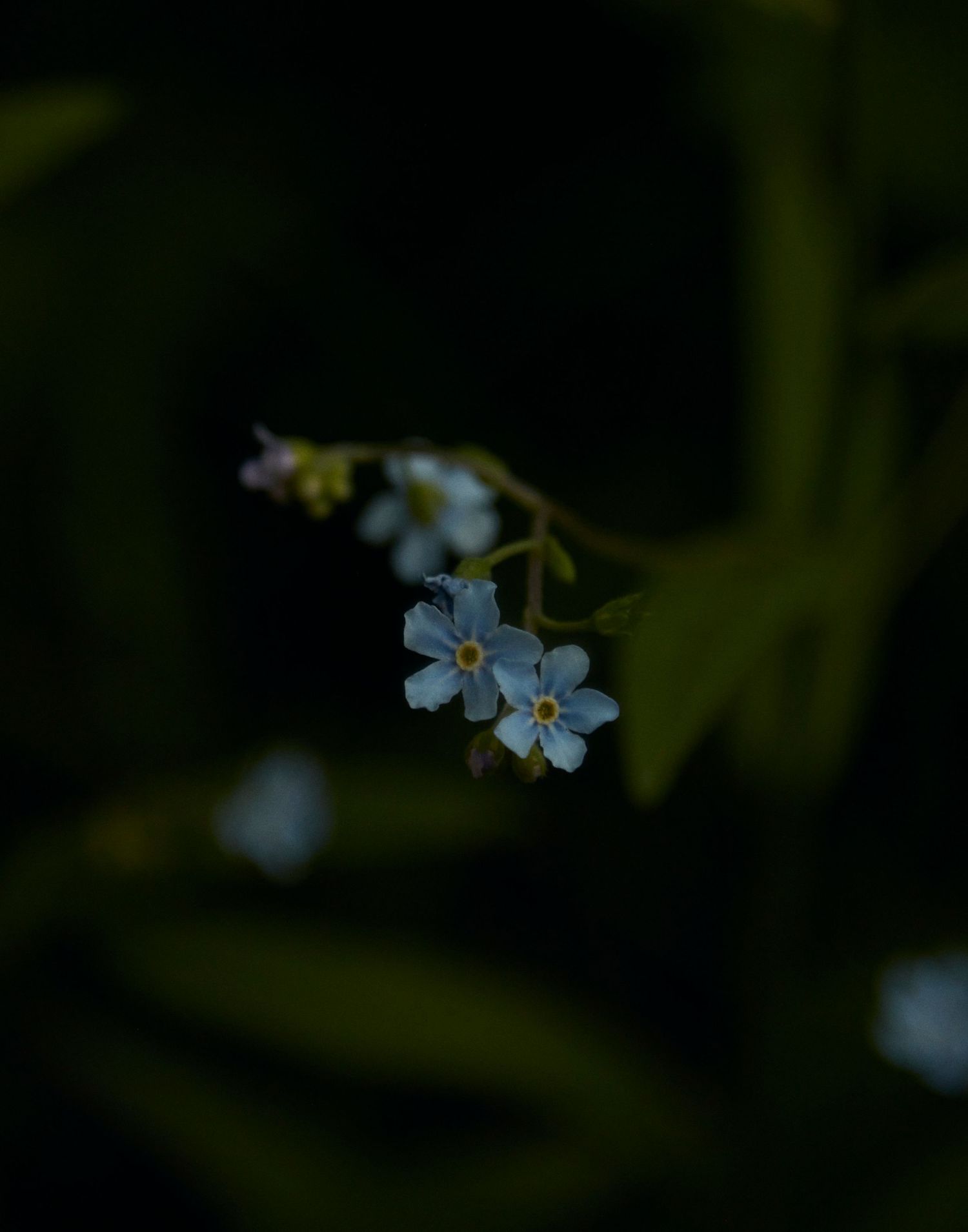 Delicate blue forget-me-not flowers bloom against a dark blurred background in a macro photograph.
