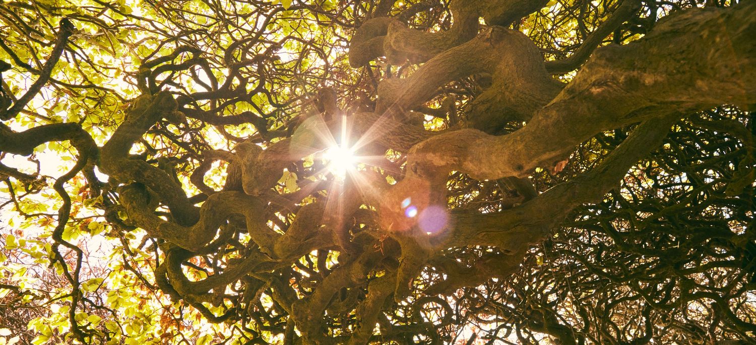 Sunburst streams through autumn tree branches creating a golden lens flare effect.